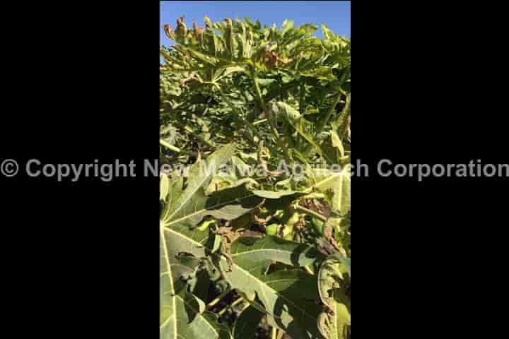 antivirus for chilli plants leaf curl virus